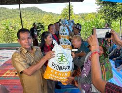 Ketua DPD PDIP Sumut Turun ke Ladang-ladang Toba Hingga Hampir Malam, Bantu Petani Jagung Pioner 32