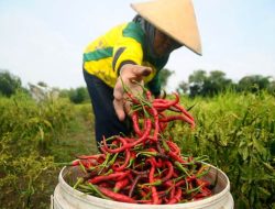 Harga Cabai Meroket Petani Gunungkidul Panen Rp 90.000 per Kg di Tengah Cuaca Ekstrem