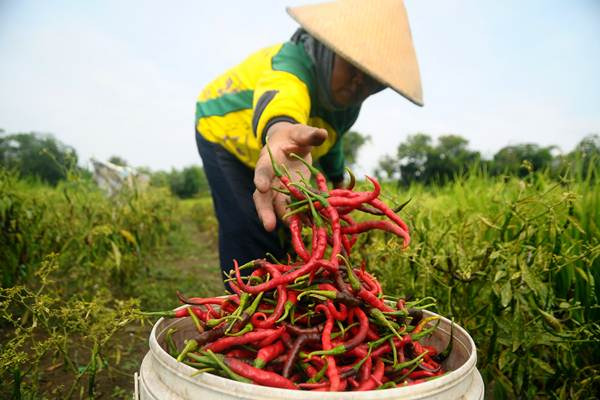 Harga Cabai Meroket